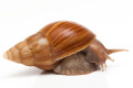 Lissachatina fulica Madagascar juvenil